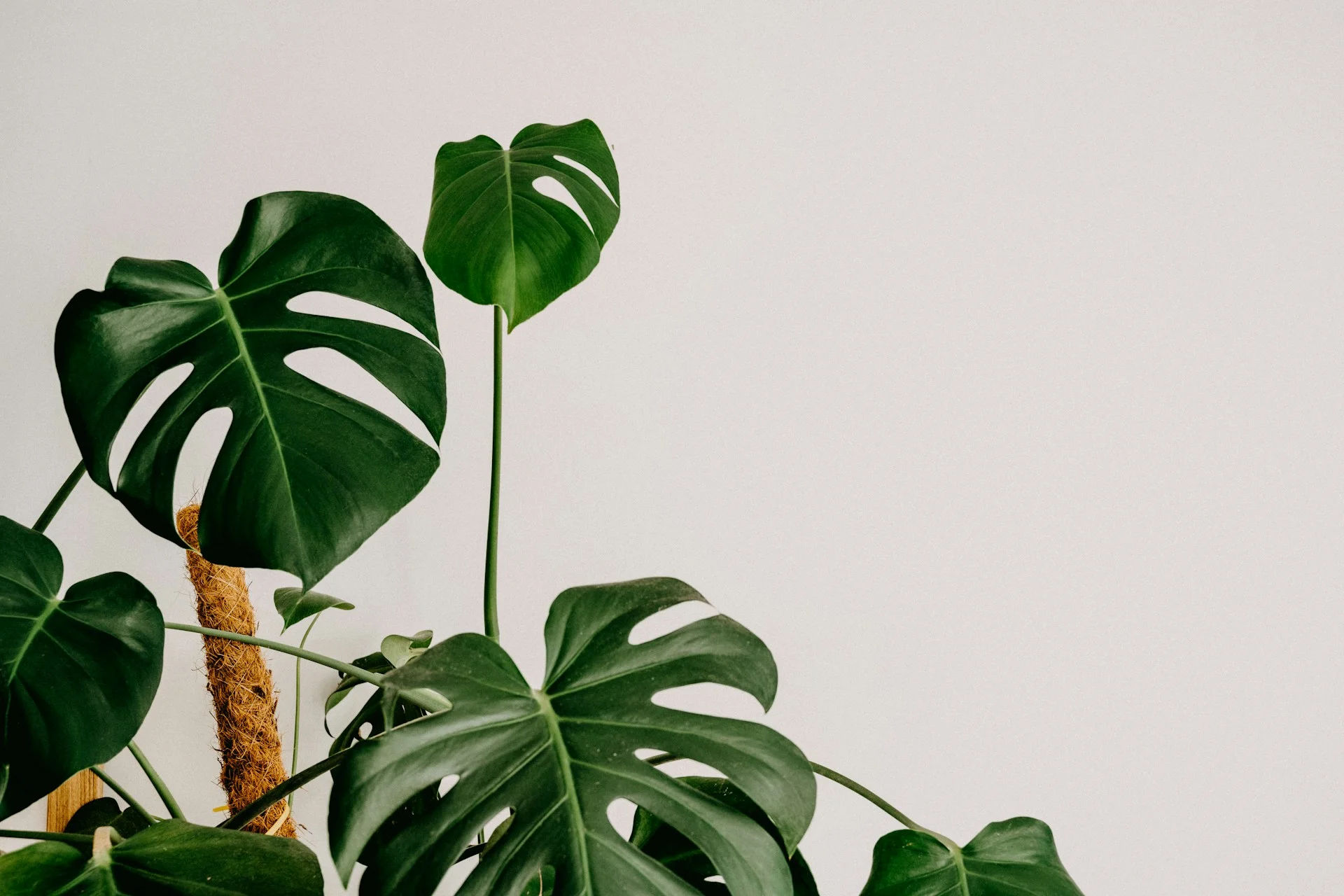 Monstera Deliciosa : arrosage, rempotage et feuilles jaunes