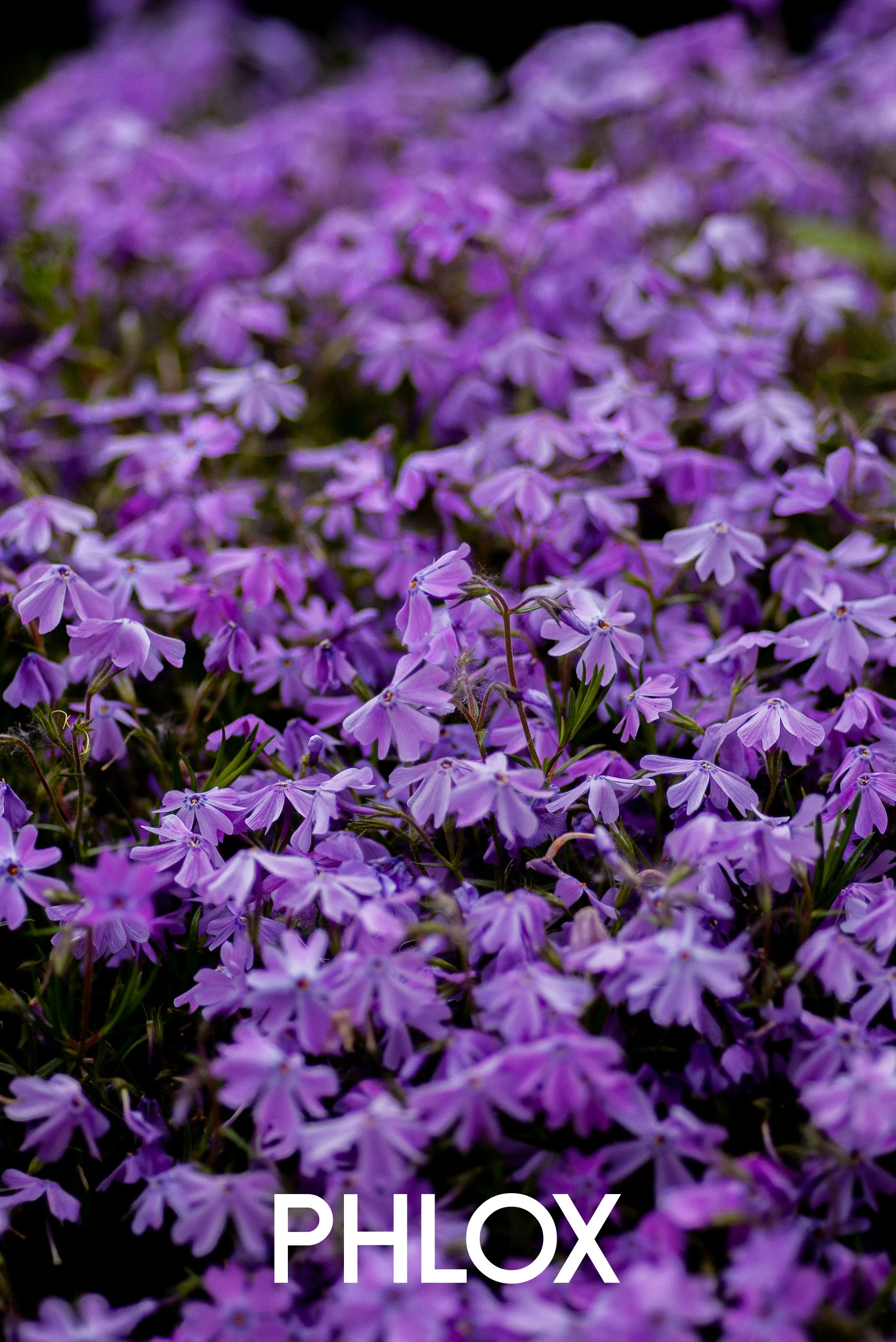 Phlox rampant en tapis fleuri au printemps