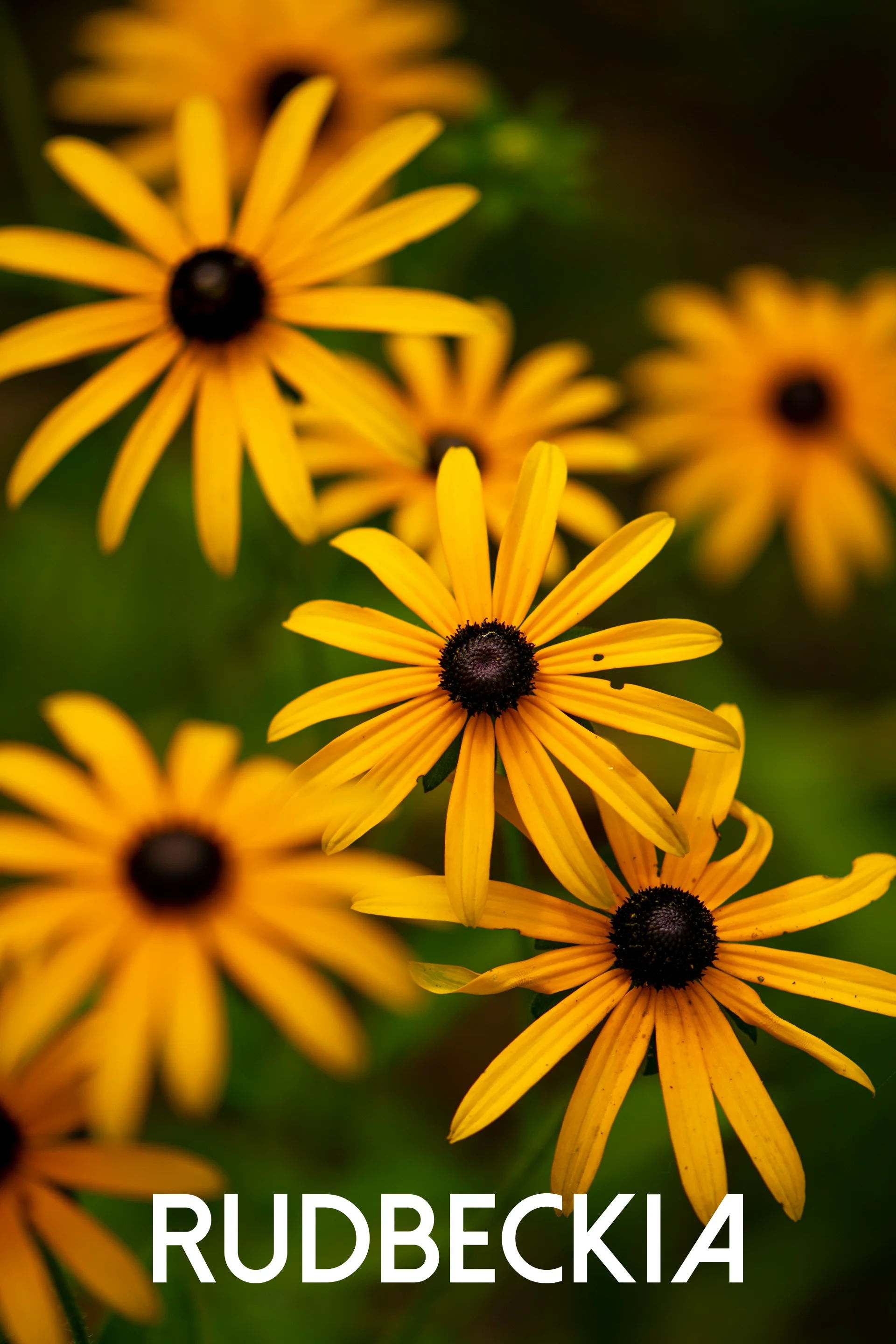 Rudbeckia jaune en pleine floraison estivale