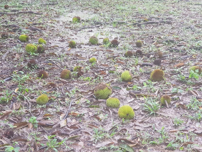 Durian Ciklatip (2)