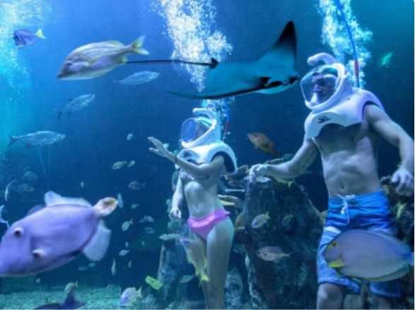 Aquarium Trek