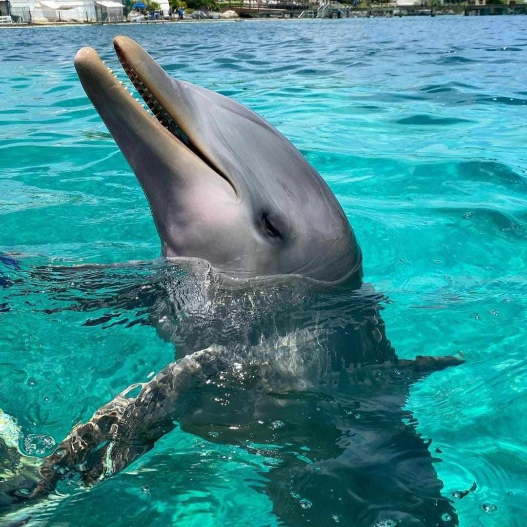 Dolphin Discovery Isla Mujeres