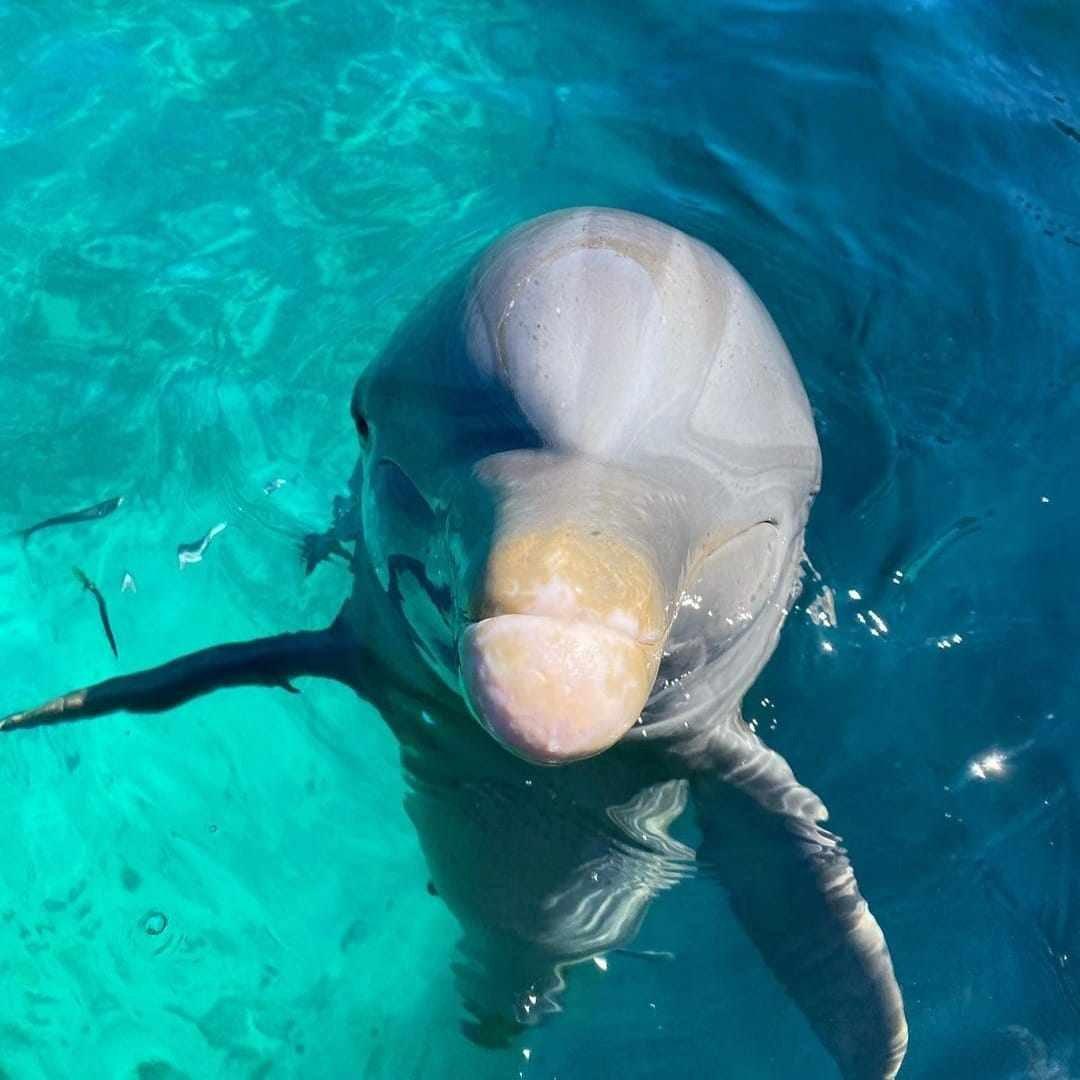 Dolphin Discovery Isla Mujeres