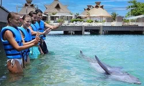 Nado Con Delfines Delphi