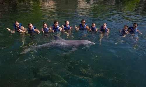 Nado Con Delfines Delphi