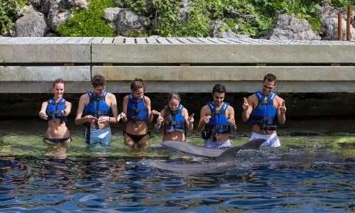 Nado Con Delfines Delphi