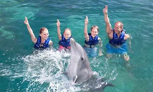 Nado Con Delfines Delphi