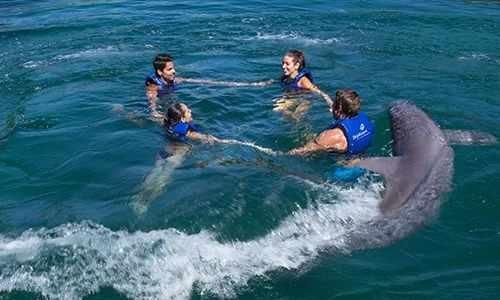 Nado Con Delfines Delphi