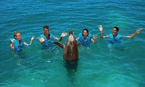 Nado Con Delfines Delphi