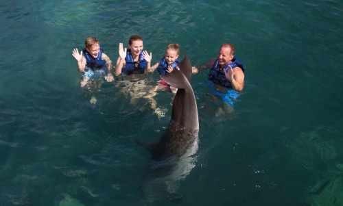 Nado Con Delfines Delphi