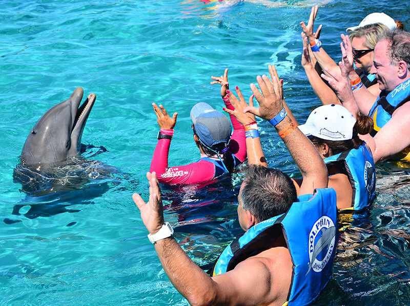 Nado Con Delfines En Isla Mujeres Dolphin Discovery
