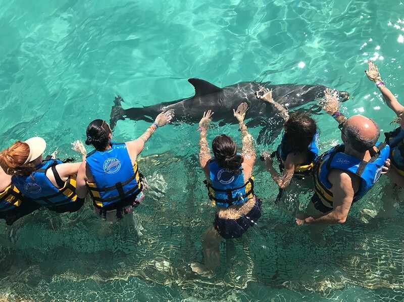 Nado Con Delfines En Isla Mujeres Dolphin Discovery