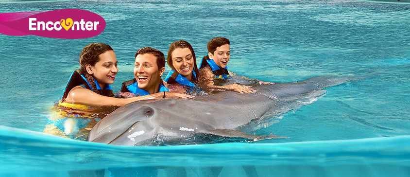 Nado Con Delfines En Isla Mujeres Dolphin Discovery
