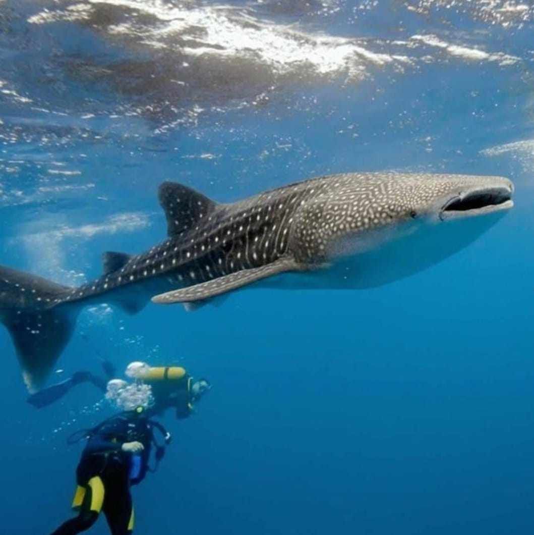 Whale Shark