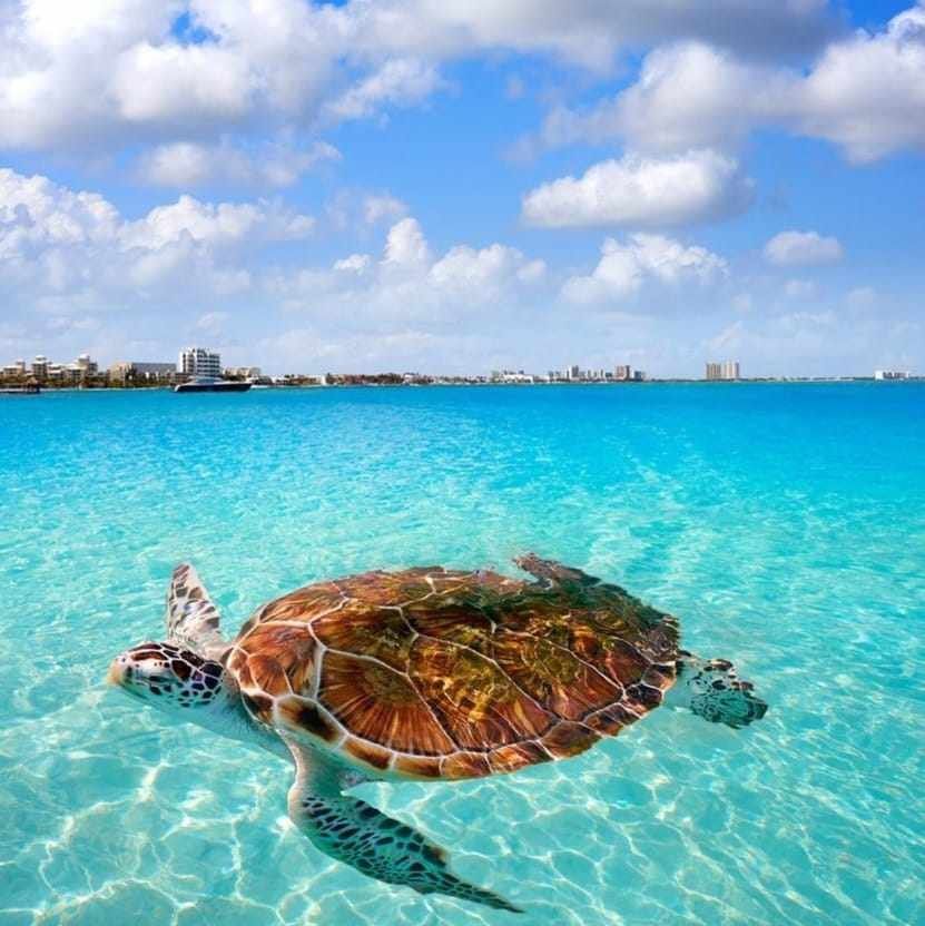 Tulum  +Swim With Turtles In Akumal Lm