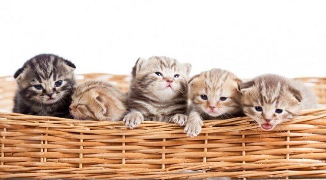 Tahap Perkembangan Anak Kucing