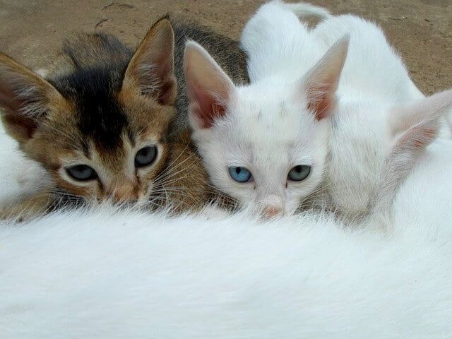 Umur Berapa Anak Kucing Berhenti Menyusui