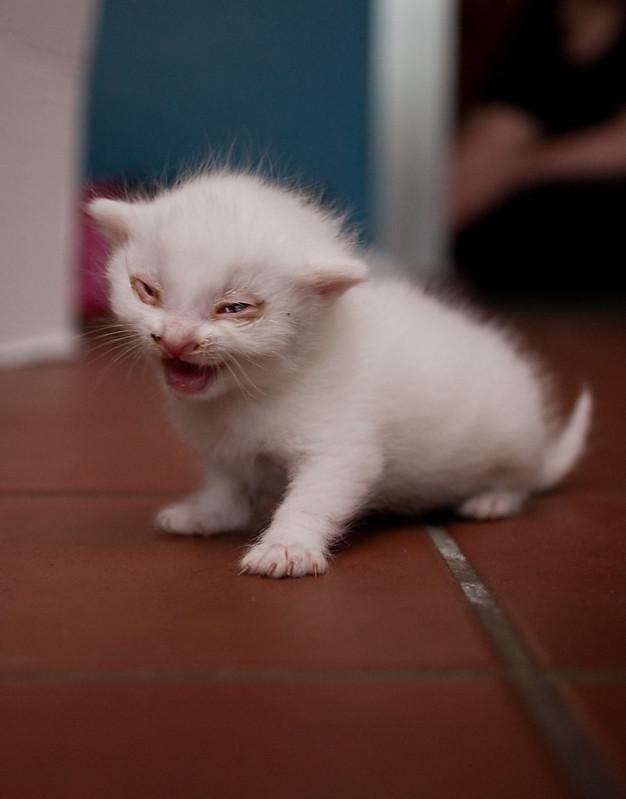 Anak kucing sakit mata