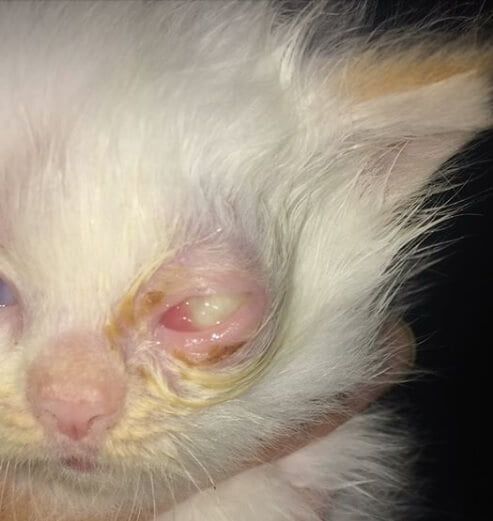 Anak Kucing Sakit Mata