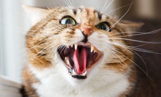 Cara Menjinakkan Kucing