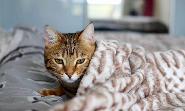 Cara Merawat Kucing Sakit