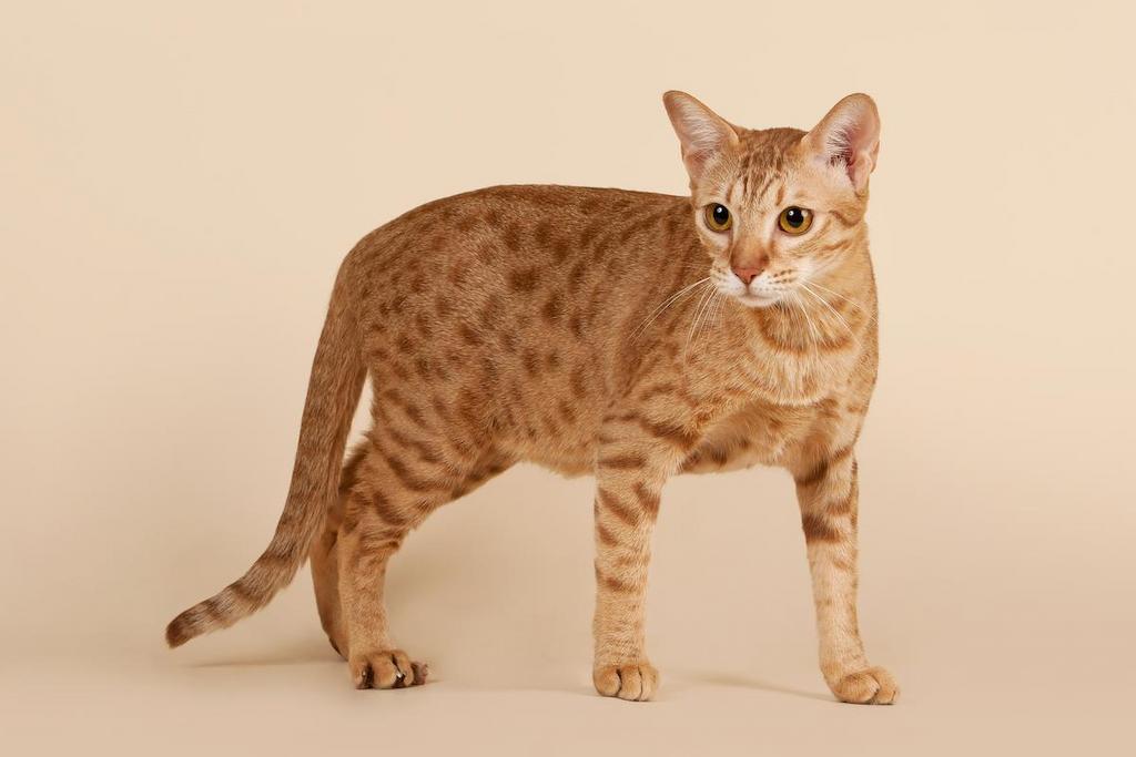 Ciri-ciri Kucing Ocicat