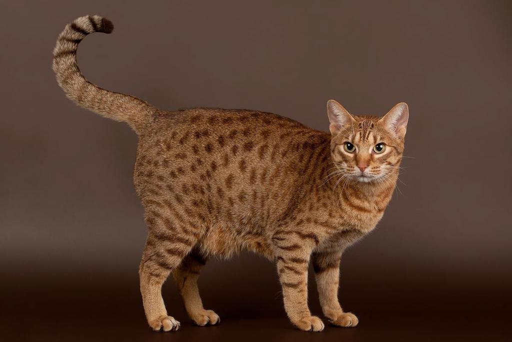 Harga Kucing Ocicat