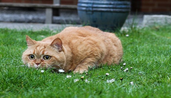 Informasi Tentang Kucing (Lengkap dan Informatif) Informasi Tentang Kucing