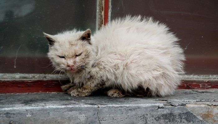 7 Penyakit Kucing Yang Menular Pada Manusia Hobinatang