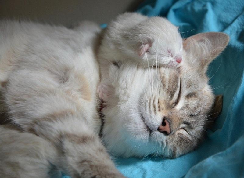 Kenapa Kucing tidak mau makan setelah melahirkan