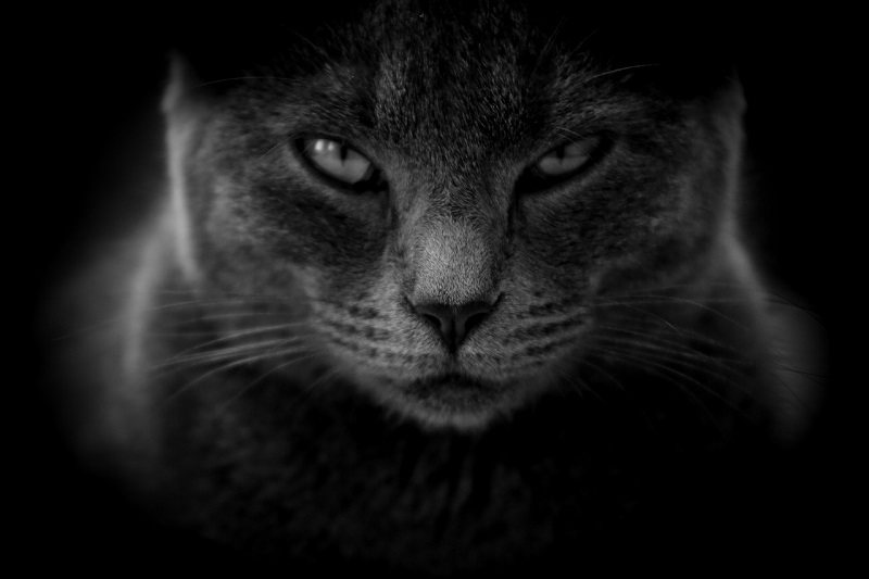Kerugian Memelihara Kucing