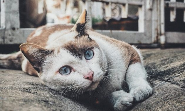 Kerugian Memelihara Kucing