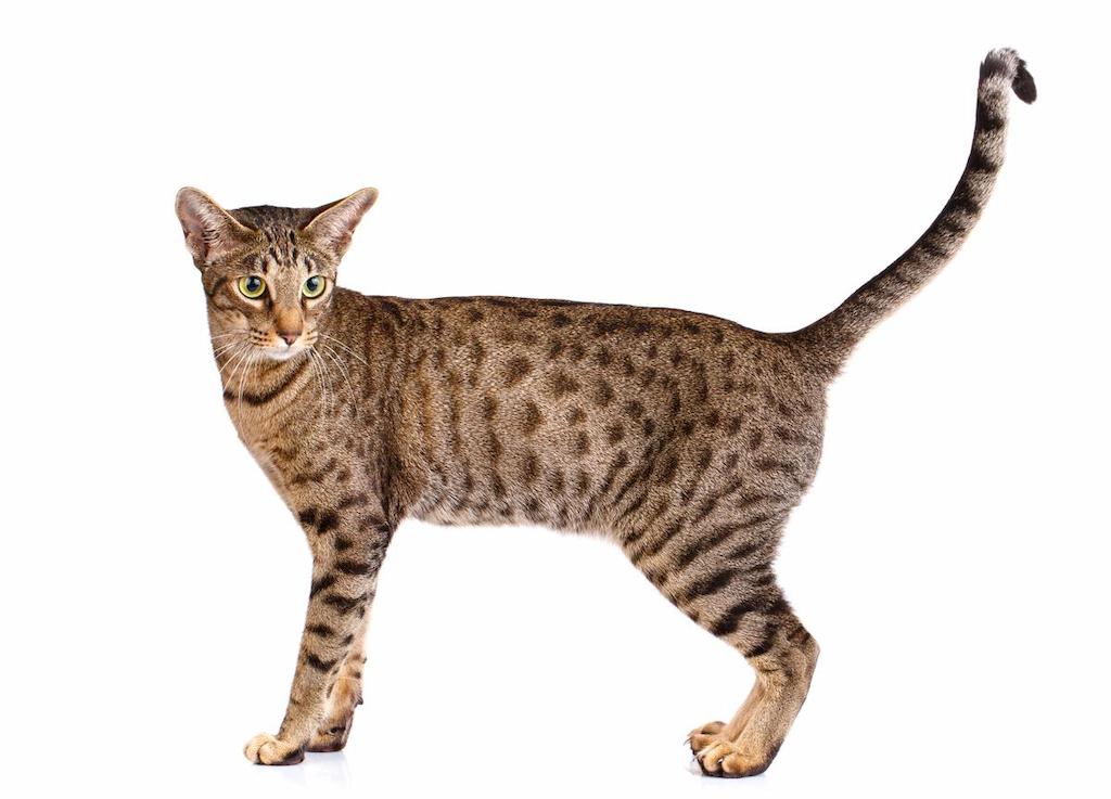 Kucing Ocicat