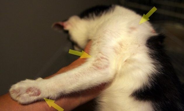 Beberapa Penyakit Kucing yang Harus Diwaspadai » KucingMania