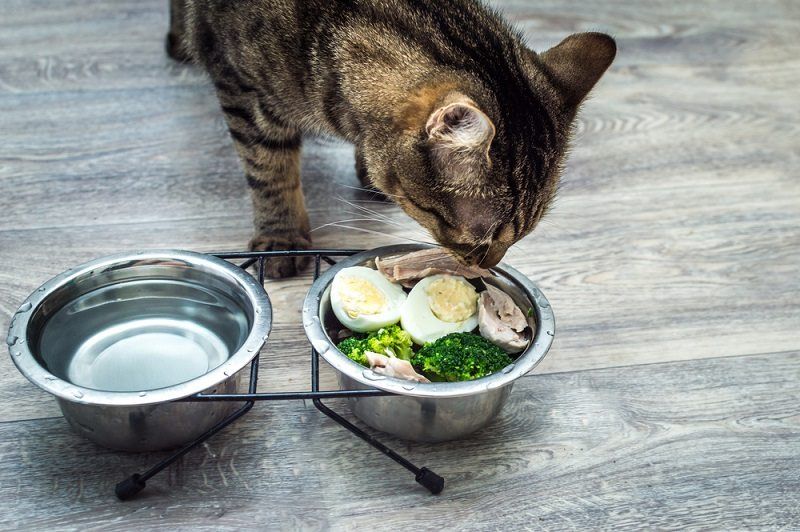 Makanan Sehat Untuk Kucing