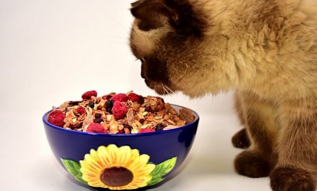 Makanan Sehat Untuk Kucing