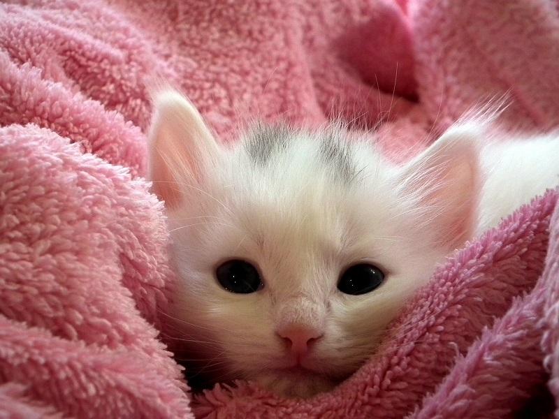 Merawat Kucing Kecil