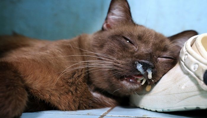 Cara Mengobati Kucing Pilek