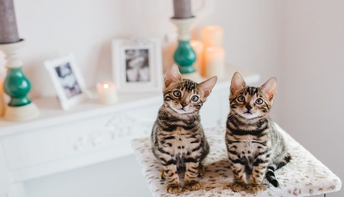 Tips Merawat Kucing