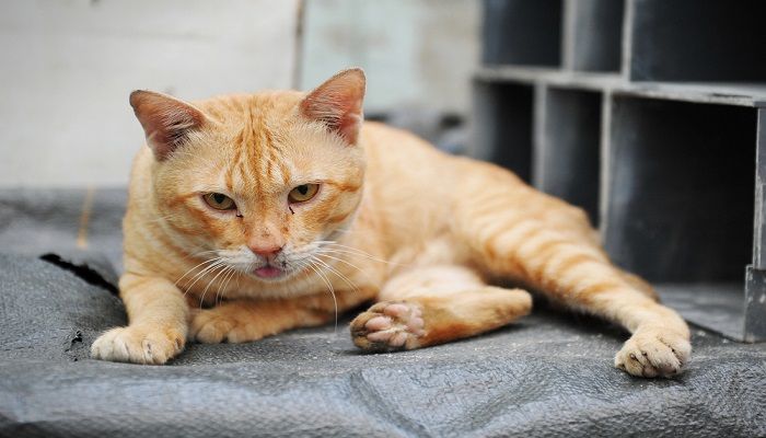 Distemper Kucing: Gejala dan Penanganan » KucingMania