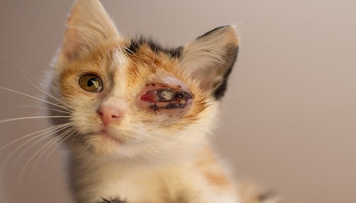 Sakit Mata Pada Kucing yang Harus Diwaspadai » KucingMania