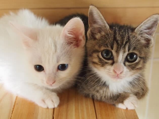 Tahap Perkembangan Anak Kucing