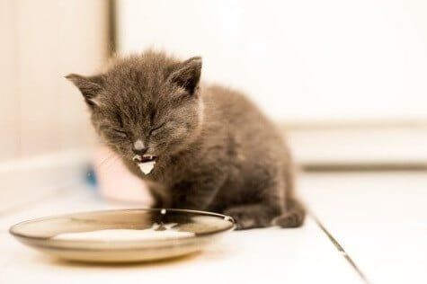 Tahap Perkembangan Anak Kucing