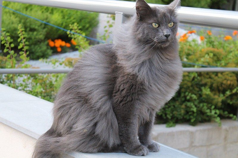 Tips Merawat Bulu Kucing