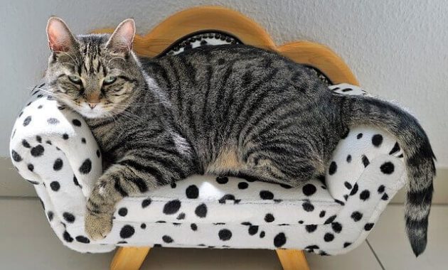 Tips Merawat Kucing