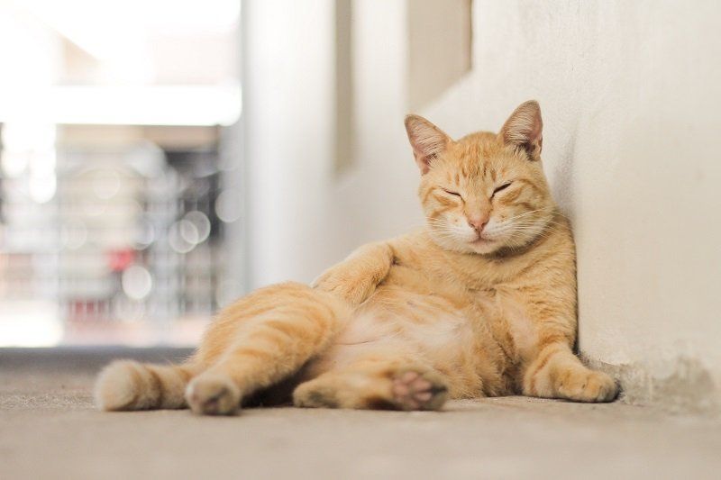 Tips Merawat Kucing Kesayangan