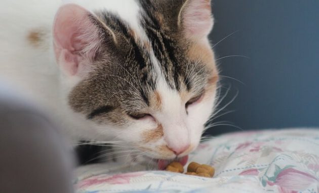 Tips Merawat Kucing