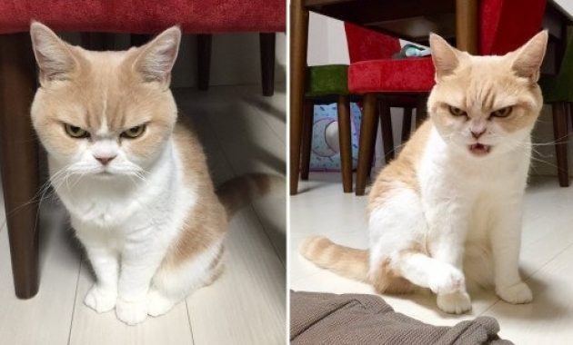 Cara Mengatasi Kucing Stres