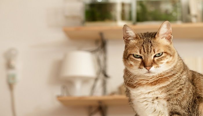 Cara Mengatasi Kucing Stres
