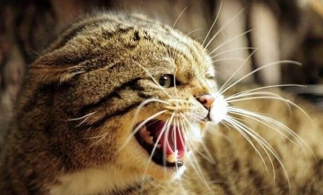 Cara Mengatasi Kucing Stres